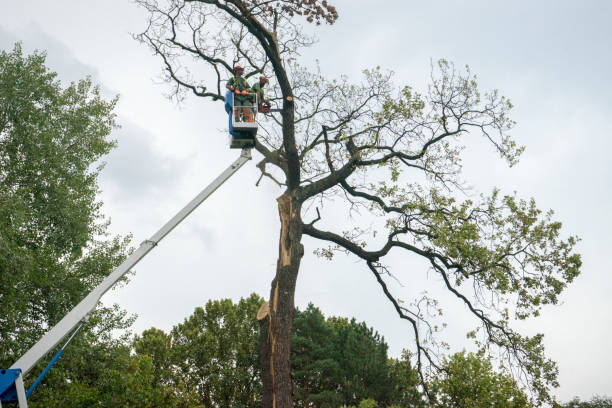 Best Commercial Tree Services  in Tullahoma, TN